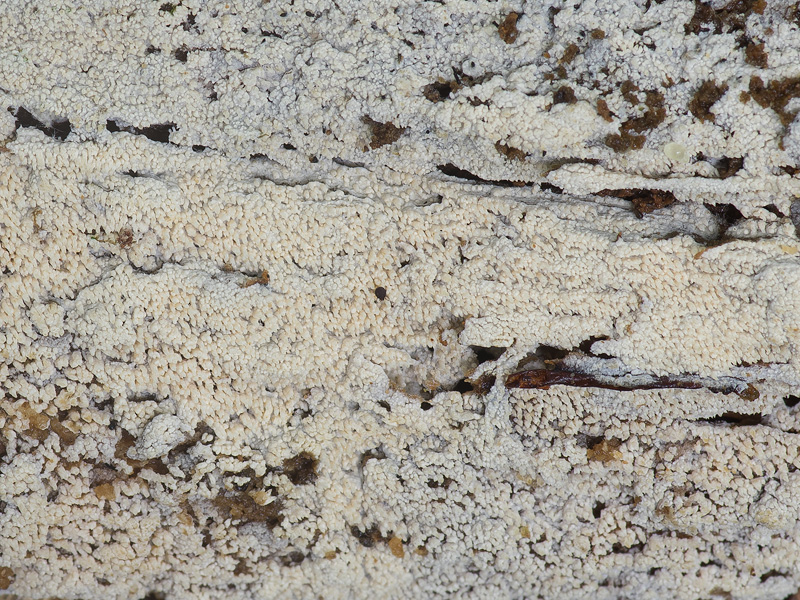 Kneiffiella curvispora